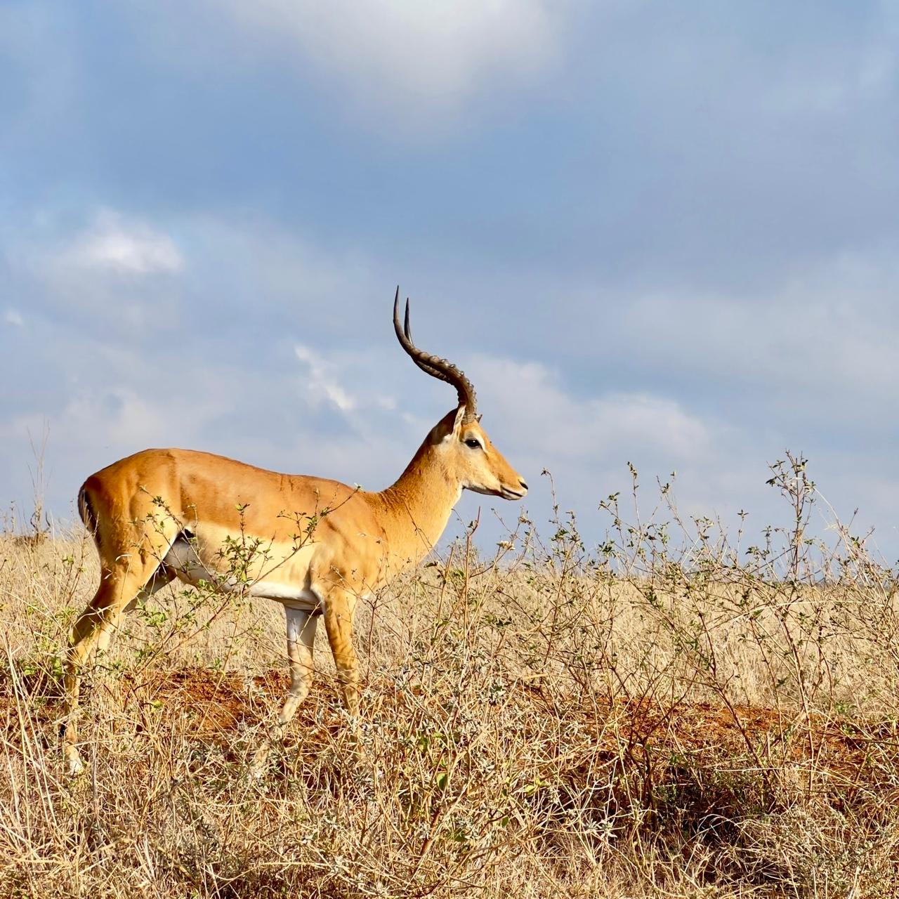 Amboseli National Park