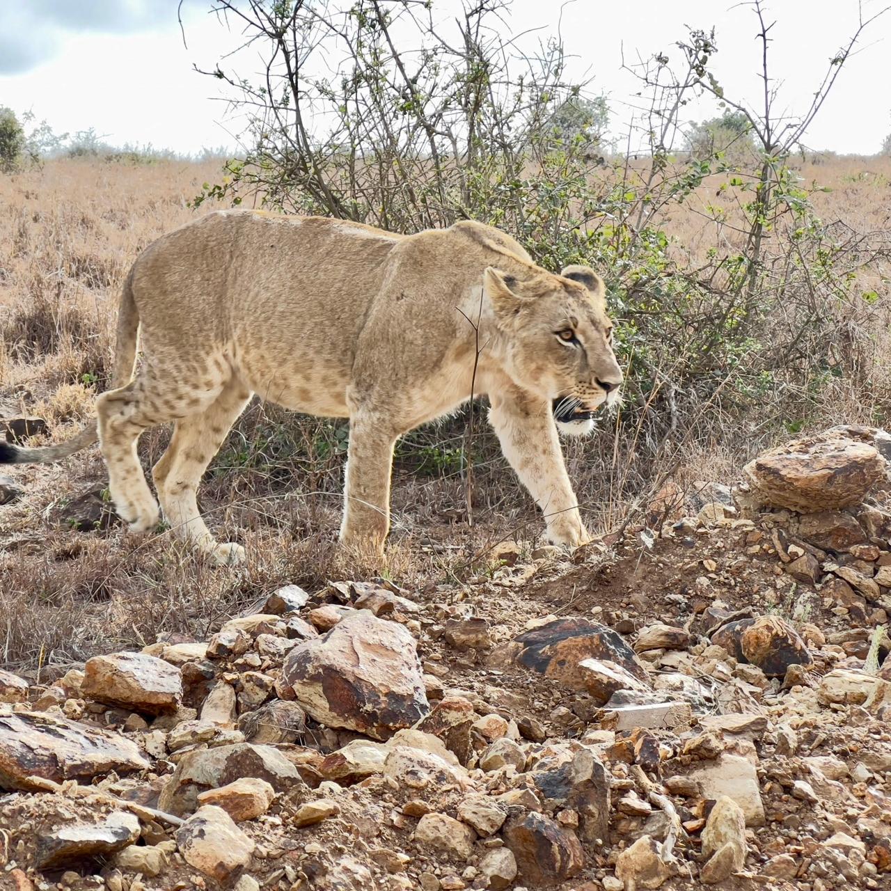 Wildlife