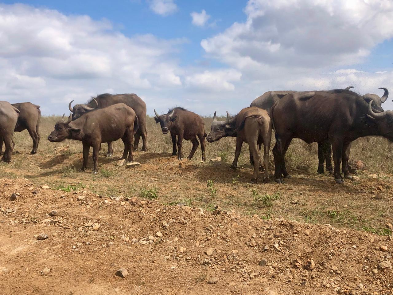 Lake Nakuru National Park