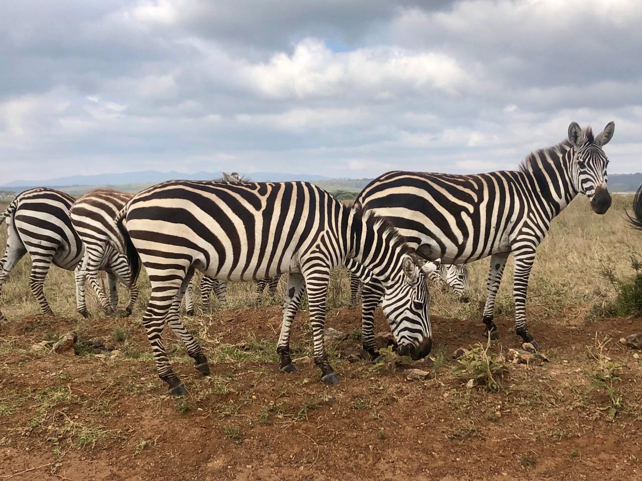 Wildlife